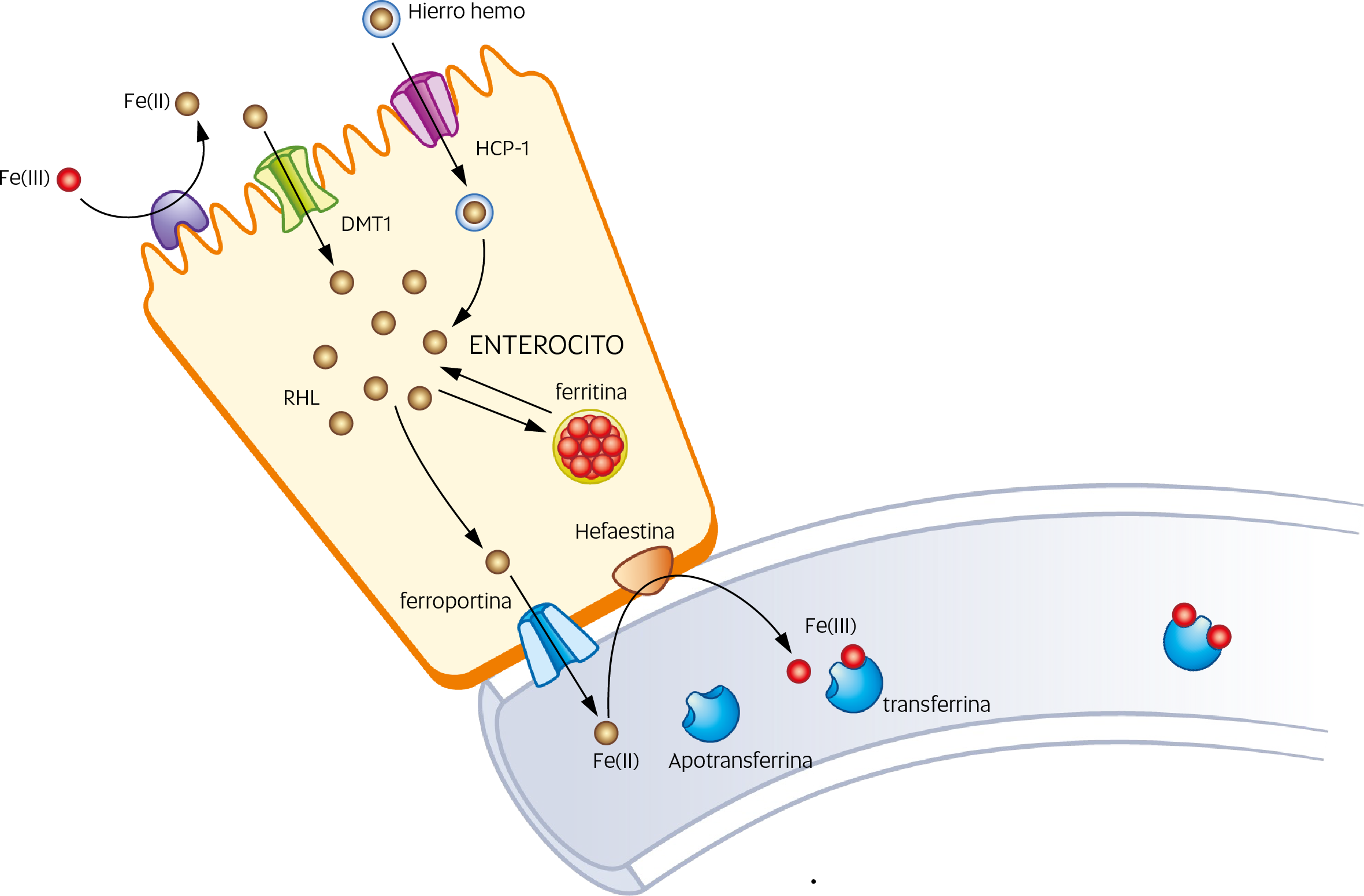 Absorption