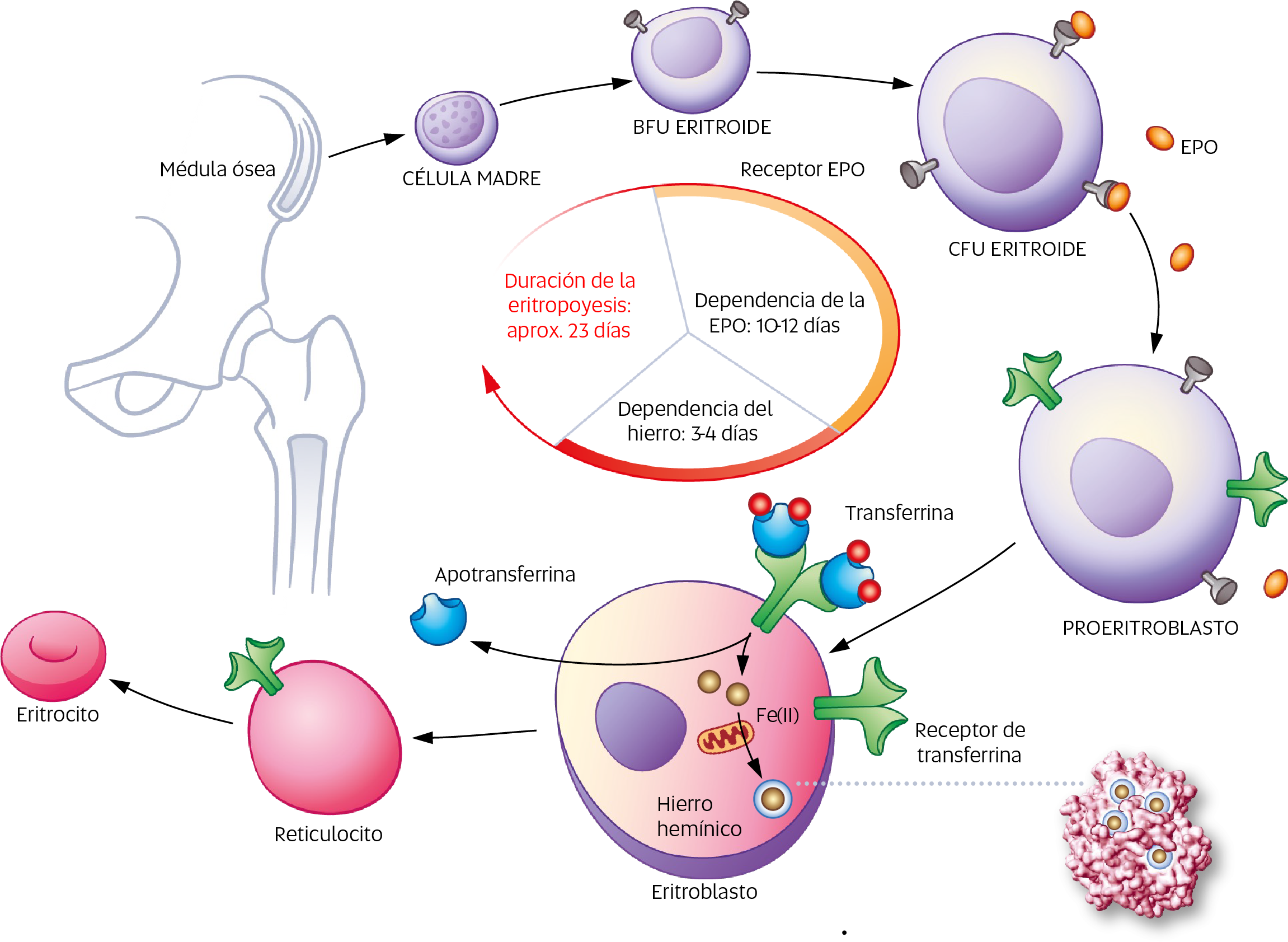 SCHEMATISCHE DARSTELLUNG DER ERYTHROPOESE